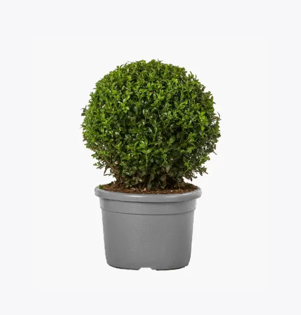 product-image-4_optimized Tellus Molestie