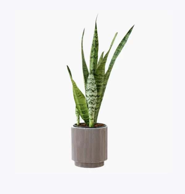 product-image-6_optimized Tellus Molestie